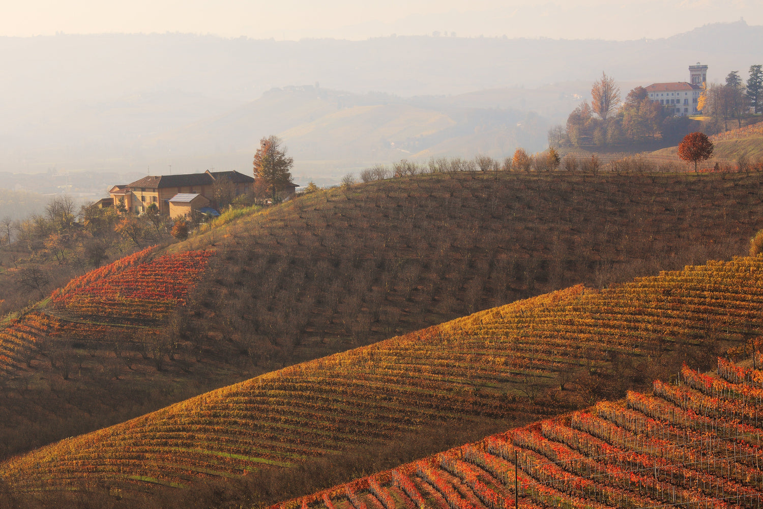 5 different vintages of Barolo